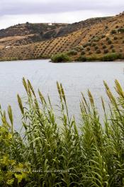 Image du Maroc Professionnelle de  Le Barrage Allal Al Fassi est situé dans la Province de Sefrou sur Oued Sebou avec un volume de stockage de 63.7 Mm3, il contrôle un bassin versant de 5.400 km2. Ce Barrage a été mis en service en 1990. But de l'ouvrage  production d'électricité, irrigation et protection contre les crues, Jeudi 8 septembre 2005. (Photo / Abdeljalil Bounhar)